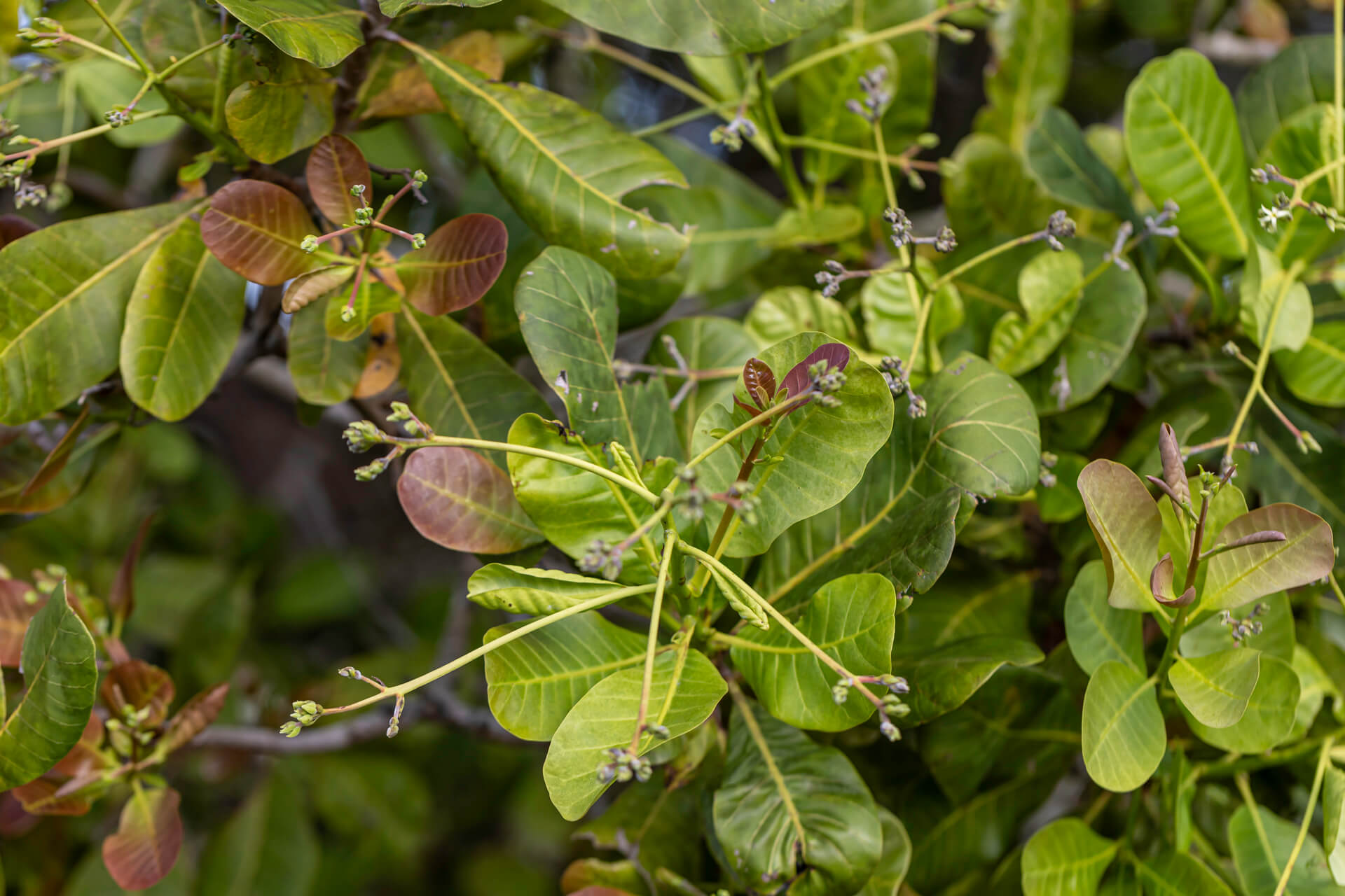 Caju Afrique Cashew tree Caju Afrique Cashew tree